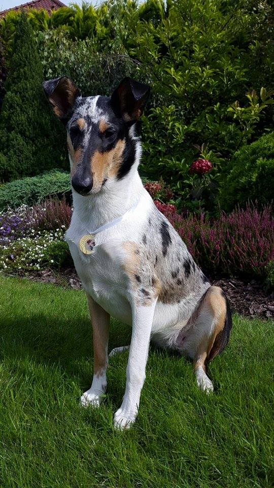 Batavia Daff Fun dog